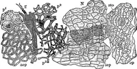 An illustration from The microscopy of vegetable foods : with special reference to the detection of adulteration and the diagnosis of mixtures (1906)