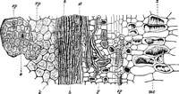 Picture 180 of 470 from The microscopy of vegetable foods : with special reference to the detection of adulteration and the diagnosis of mixtures (1906), leaf 299