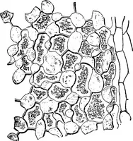 An illustration from The microscopy of vegetable foods : with special reference to the detection of adulteration and the diagnosis of mixtures (1906)