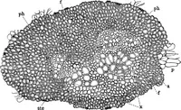 An illustration from The microscopy of vegetable foods : with special reference to the detection of adulteration and the diagnosis of mixtures (1906)