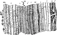 An illustration from The microscopy of vegetable foods : with special reference to the detection of adulteration and the diagnosis of mixtures (1906)