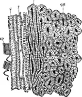 An illustration from The microscopy of vegetable foods : with special reference to the detection of adulteration and the diagnosis of mixtures (1906)
