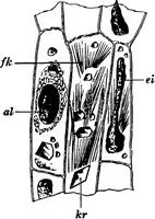 An illustration from The microscopy of vegetable foods : with special reference to the detection of adulteration and the diagnosis of mixtures (1906)