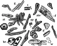 An illustration from The microscopy of vegetable foods : with special reference to the detection of adulteration and the diagnosis of mixtures (1906)
