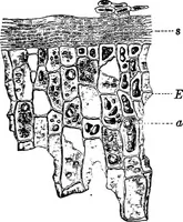 Picture 189 of 470 from The microscopy of vegetable foods : with special reference to the detection of adulteration and the diagnosis of mixtures (1906), leaf 314