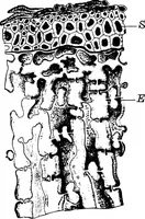 An illustration from The microscopy of vegetable foods : with special reference to the detection of adulteration and the diagnosis of mixtures (1906)