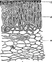 Picture 193 of 470 from The microscopy of vegetable foods : with special reference to the detection of adulteration and the diagnosis of mixtures (1906), leaf 326