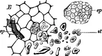 Picture 195 of 470 from The microscopy of vegetable foods : with special reference to the detection of adulteration and the diagnosis of mixtures (1906), leaf 329