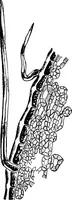 An illustration from The microscopy of vegetable foods : with special reference to the detection of adulteration and the diagnosis of mixtures (1906)