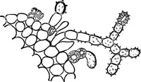 Picture 198 of 470 from The microscopy of vegetable foods : with special reference to the detection of adulteration and the diagnosis of mixtures (1906), leaf 348