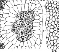 An illustration from The microscopy of vegetable foods : with special reference to the detection of adulteration and the diagnosis of mixtures (1906)