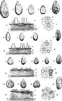An illustration from The microscopy of vegetable foods : with special reference to the detection of adulteration and the diagnosis of mixtures (1906)