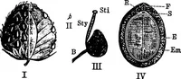 An illustration from The microscopy of vegetable foods : with special reference to the detection of adulteration and the diagnosis of mixtures (1906)