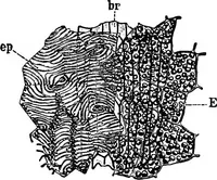 An illustration from The microscopy of vegetable foods : with special reference to the detection of adulteration and the diagnosis of mixtures (1906)