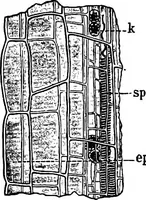 An illustration from The microscopy of vegetable foods : with special reference to the detection of adulteration and the diagnosis of mixtures (1906)
