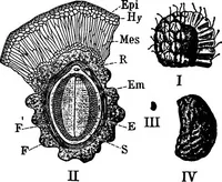 An illustration from The microscopy of vegetable foods : with special reference to the detection of adulteration and the diagnosis of mixtures (1906)