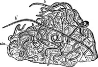 An illustration from The microscopy of vegetable foods : with special reference to the detection of adulteration and the diagnosis of mixtures (1906)