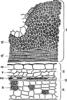 Picture 209 of 470 from The microscopy of vegetable foods : with special reference to the detection of adulteration and the diagnosis of mixtures (1906), leaf 375