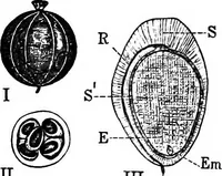 An illustration from The microscopy of vegetable foods : with special reference to the detection of adulteration and the diagnosis of mixtures (1906)