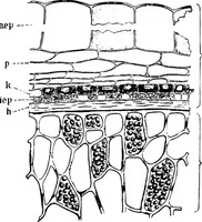Picture 214 of 470 from The microscopy of vegetable foods : with special reference to the detection of adulteration and the diagnosis of mixtures (1906), leaf 383