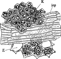 Picture 216 of 470 from The microscopy of vegetable foods : with special reference to the detection of adulteration and the diagnosis of mixtures (1906), leaf 384