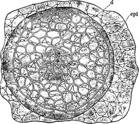 An illustration from The microscopy of vegetable foods : with special reference to the detection of adulteration and the diagnosis of mixtures (1906)