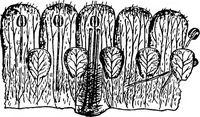 Picture 220 of 470 from The microscopy of vegetable foods : with special reference to the detection of adulteration and the diagnosis of mixtures (1906), leaf 388