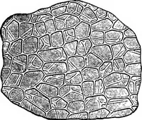 An illustration from The microscopy of vegetable foods : with special reference to the detection of adulteration and the diagnosis of mixtures (1906)