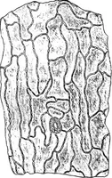 An illustration from The microscopy of vegetable foods : with special reference to the detection of adulteration and the diagnosis of mixtures (1906)
