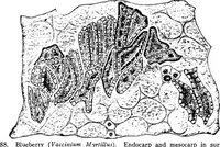 Picture 226 of 470 from The microscopy of vegetable foods : with special reference to the detection of adulteration and the diagnosis of mixtures (1906), leaf 394