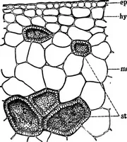 An illustration from The microscopy of vegetable foods : with special reference to the detection of adulteration and the diagnosis of mixtures (1906)