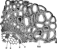 An illustration from The microscopy of vegetable foods : with special reference to the detection of adulteration and the diagnosis of mixtures (1906)