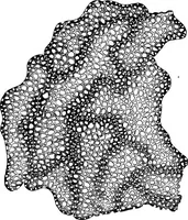 Picture 230 of 470 from The microscopy of vegetable foods : with special reference to the detection of adulteration and the diagnosis of mixtures (1906), leaf 398