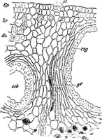 An illustration from The microscopy of vegetable foods : with special reference to the detection of adulteration and the diagnosis of mixtures (1906)