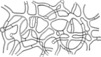 An illustration from The microscopy of vegetable foods : with special reference to the detection of adulteration and the diagnosis of mixtures (1906)