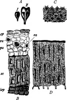 An illustration from The microscopy of vegetable foods : with special reference to the detection of adulteration and the diagnosis of mixtures (1906)