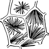 An illustration from The microscopy of vegetable foods : with special reference to the detection of adulteration and the diagnosis of mixtures (1906)