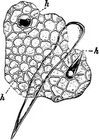An illustration from The microscopy of vegetable foods : with special reference to the detection of adulteration and the diagnosis of mixtures (1906)