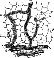 Picture 237 of 470 from The microscopy of vegetable foods : with special reference to the detection of adulteration and the diagnosis of mixtures (1906), leaf 411