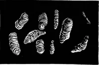 An illustration from The microscopy of vegetable foods : with special reference to the detection of adulteration and the diagnosis of mixtures (1906)
