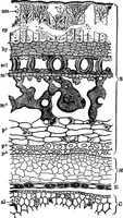 An illustration from The microscopy of vegetable foods : with special reference to the detection of adulteration and the diagnosis of mixtures (1906)