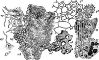 An illustration from The microscopy of vegetable foods : with special reference to the detection of adulteration and the diagnosis of mixtures (1906)