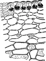 Picture 244 of 470 from The microscopy of vegetable foods : with special reference to the detection of adulteration and the diagnosis of mixtures (1906), leaf 431