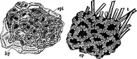 An illustration from The microscopy of vegetable foods : with special reference to the detection of adulteration and the diagnosis of mixtures (1906)