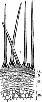 An illustration from The microscopy of vegetable foods : with special reference to the detection of adulteration and the diagnosis of mixtures (1906)