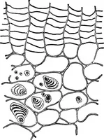 An illustration from The microscopy of vegetable foods : with special reference to the detection of adulteration and the diagnosis of mixtures (1906)