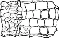 An illustration from The microscopy of vegetable foods : with special reference to the detection of adulteration and the diagnosis of mixtures (1906)