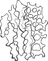 An illustration from The microscopy of vegetable foods : with special reference to the detection of adulteration and the diagnosis of mixtures (1906)