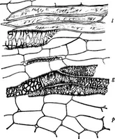 An illustration from The microscopy of vegetable foods : with special reference to the detection of adulteration and the diagnosis of mixtures (1906)