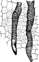 An illustration from The microscopy of vegetable foods : with special reference to the detection of adulteration and the diagnosis of mixtures (1906)